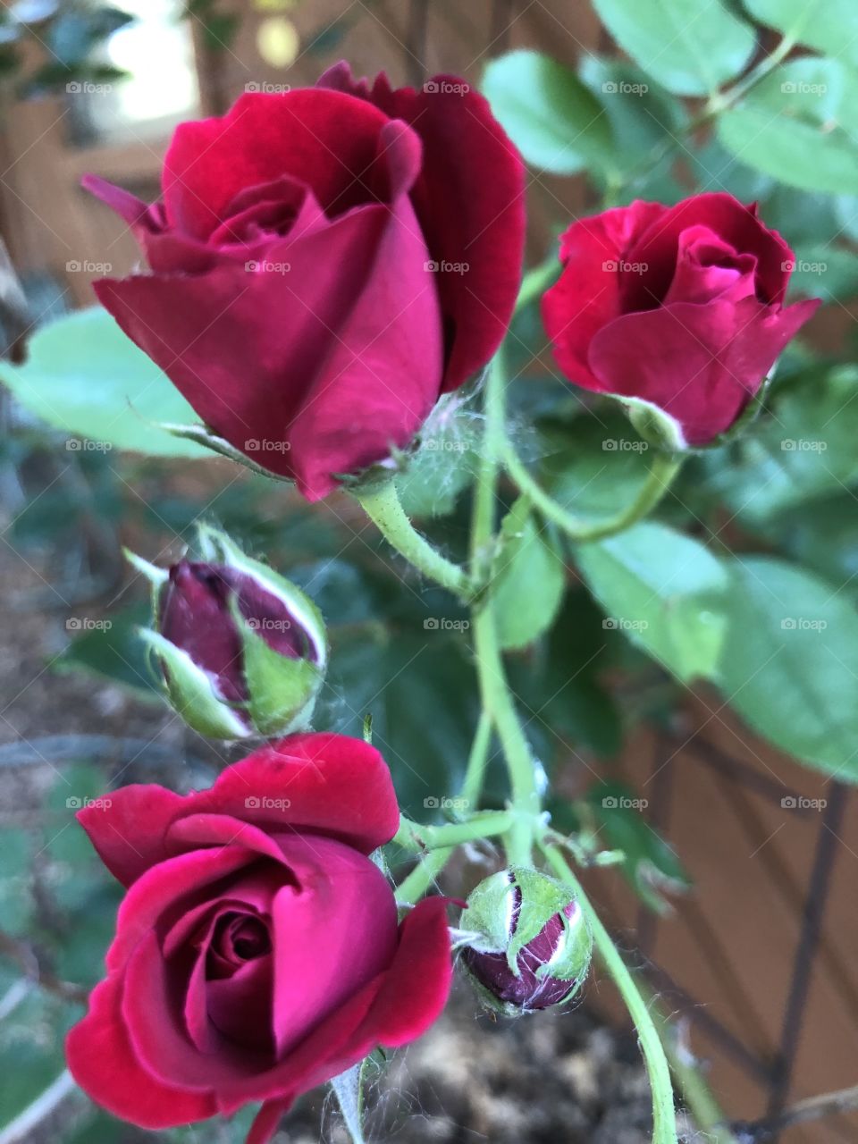 Lovely roses on bush