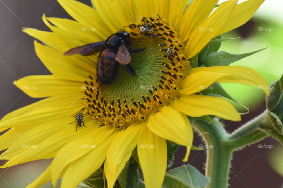 Sun flower/Girasol.