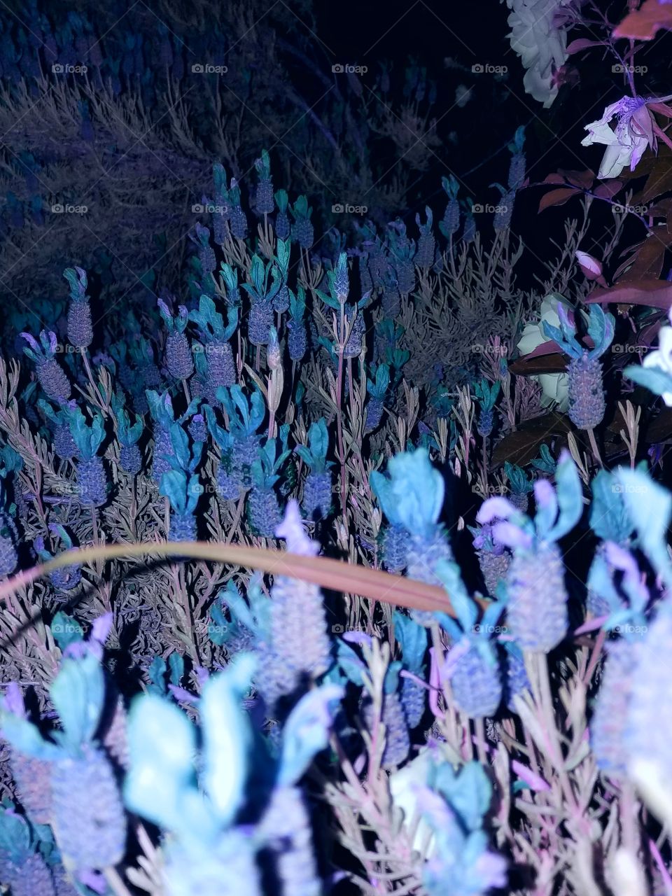 Purple Blue Garden