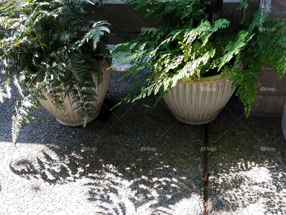 ferns and shadows