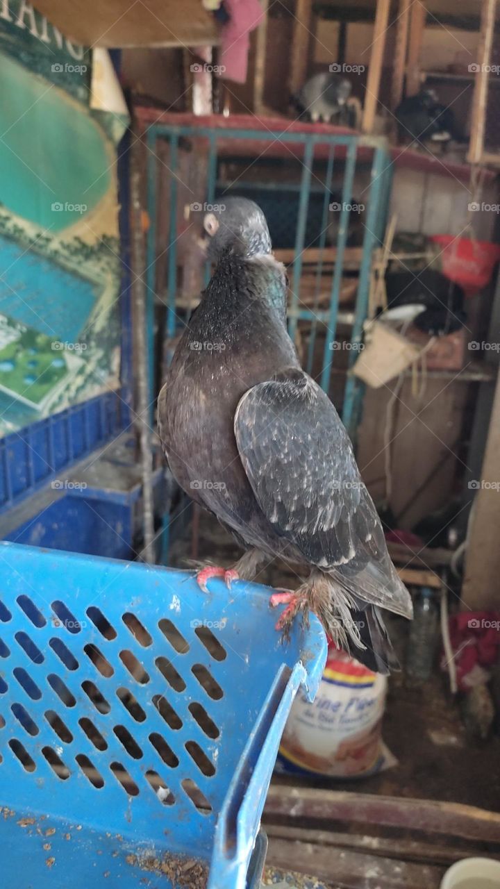 pigeon