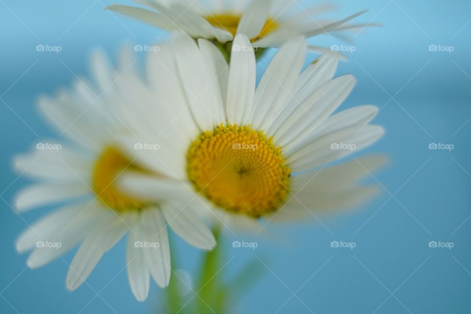 Chamomile macro bouquet blue background close-up