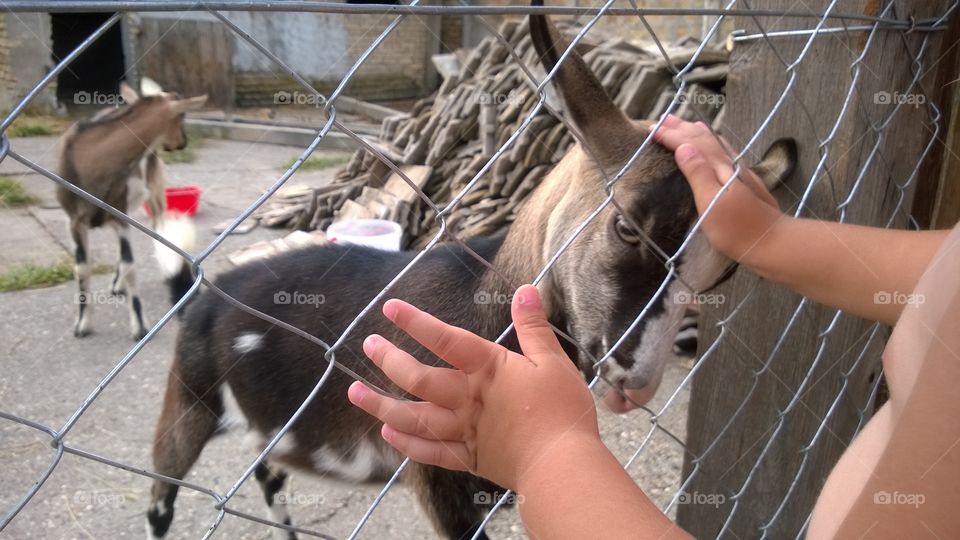 Child cuddle the goat