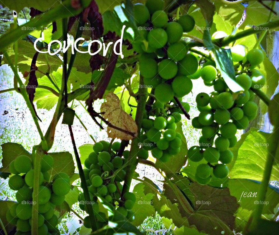 concord grapes