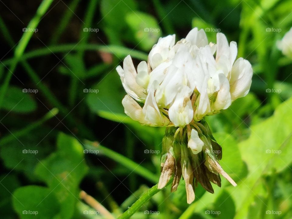 clover