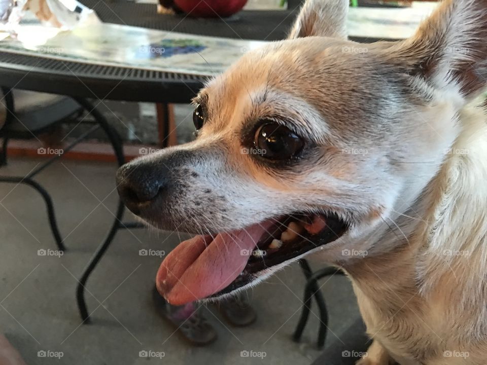 Senior chihuahua side head profile small breed