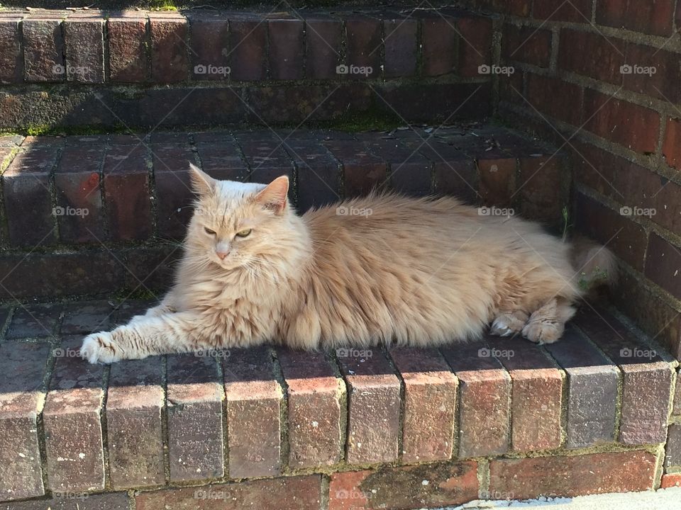 Brick and cat