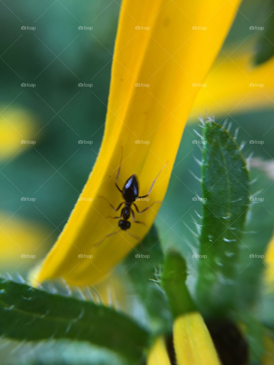 Ant on Black-eyed Susan 