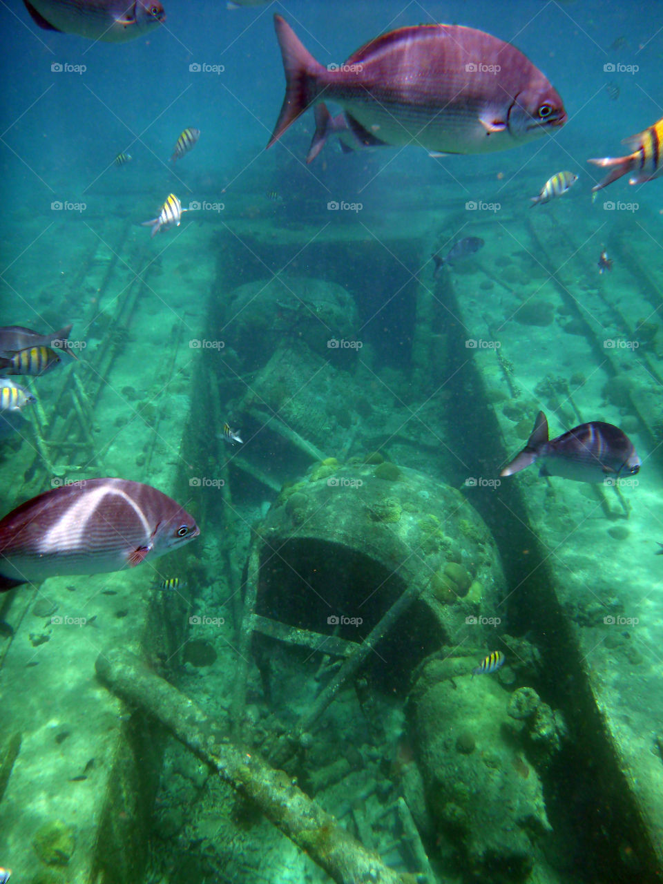 Ship wreck with fish 