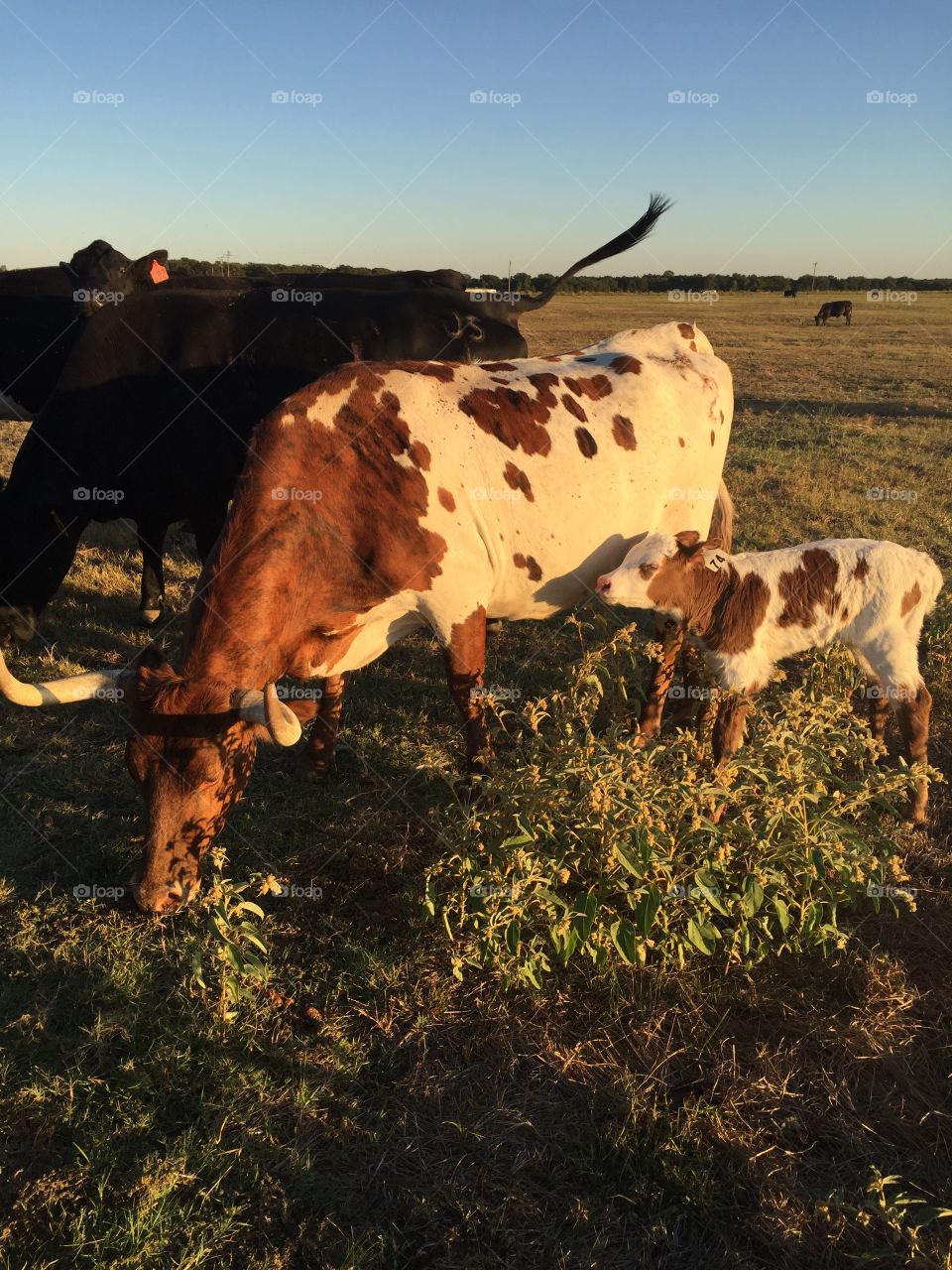 Longhorn & Hazel