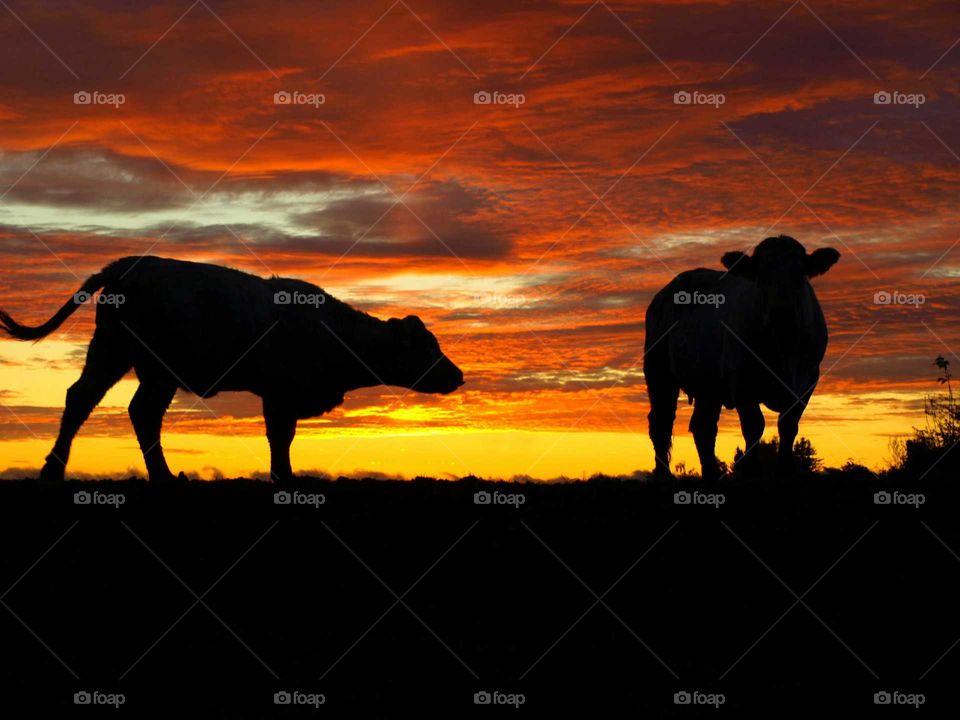 Silhoutte of cattle at sunrise