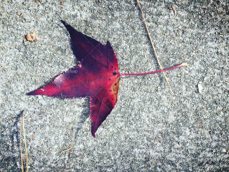 Fall in the ground. Beautiful leaf at Stone Mountain, Ga.
