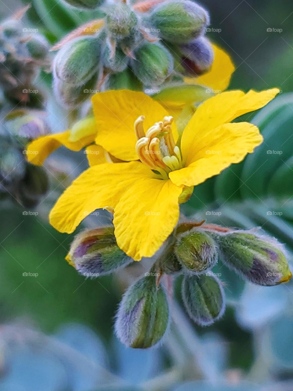 A beautiful yellow wildflower accented by hues of green, blue, purple and a white fuzzy texture on flower buds.