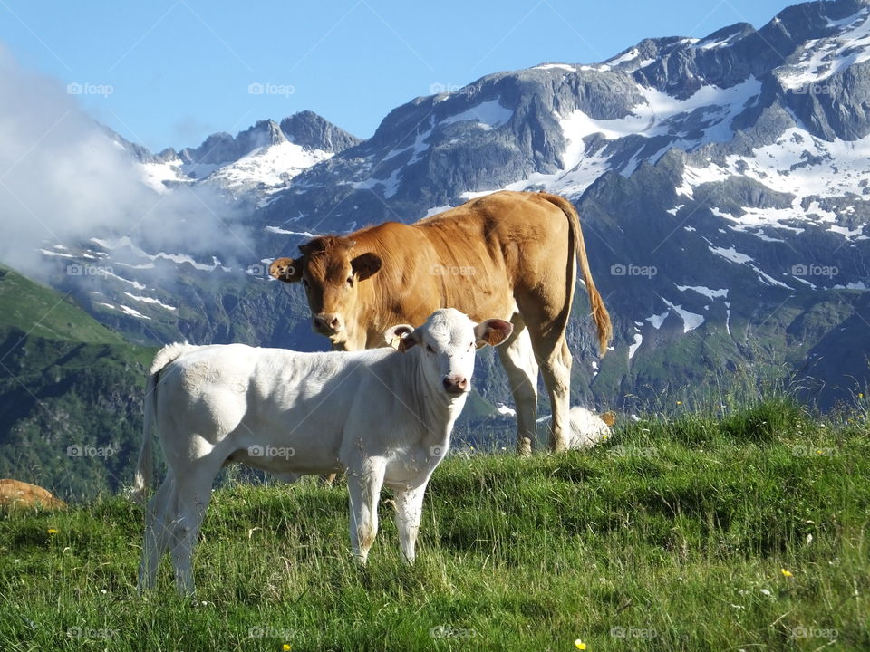 Cows in Pyrenees 