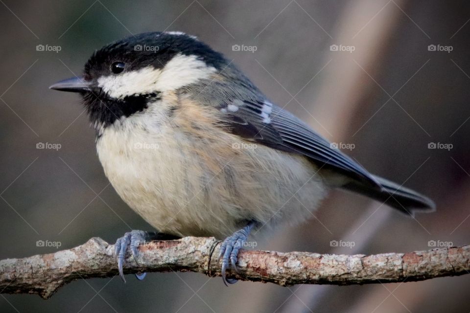Coal tit