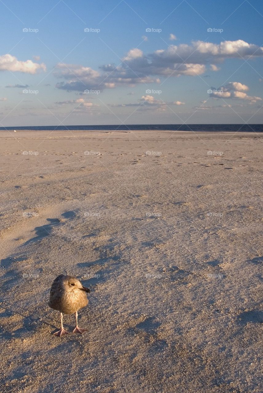 Lonesome bird on the beach