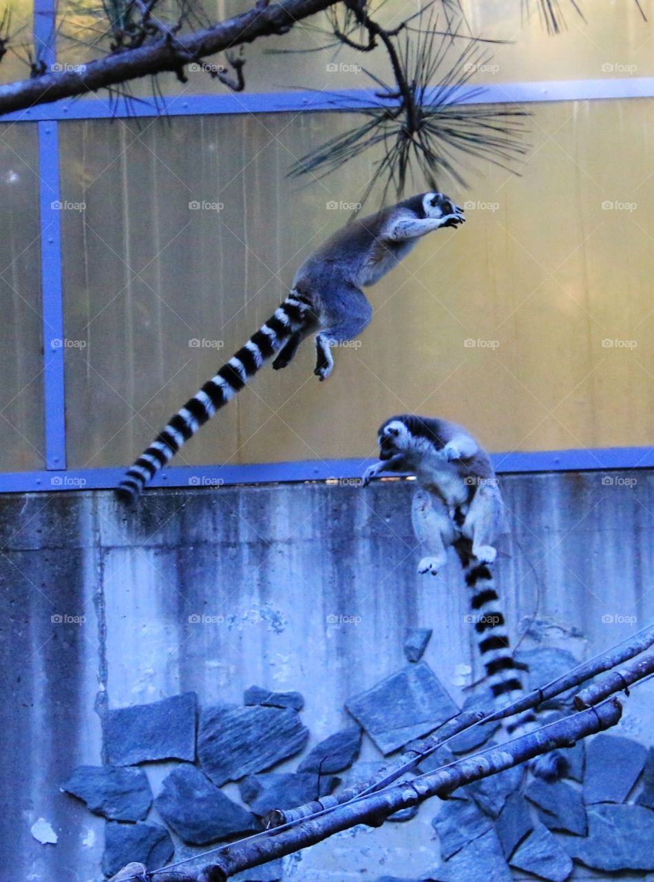 Two ring-tailed lemurs jumping