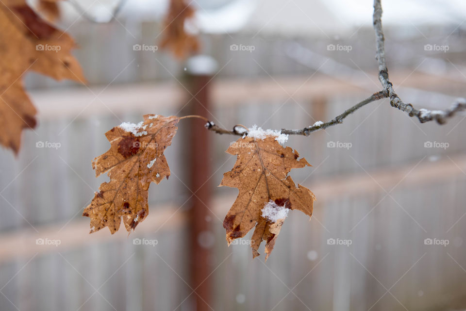 Two brown leaves on a tree branch in the snow