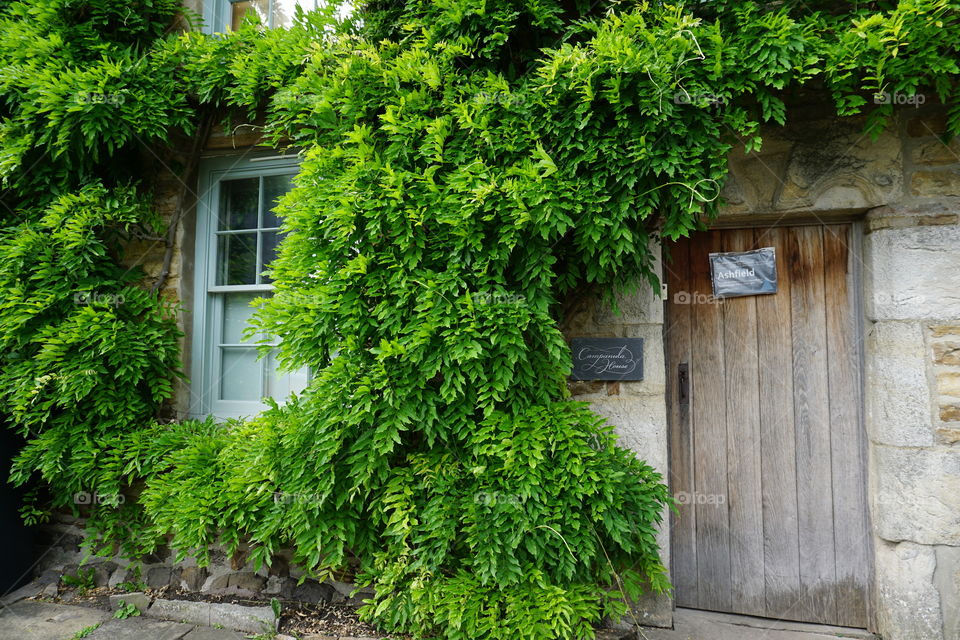 Beautiful Yorkshire cottage with a green creeper growing all over it (Wisteria?)