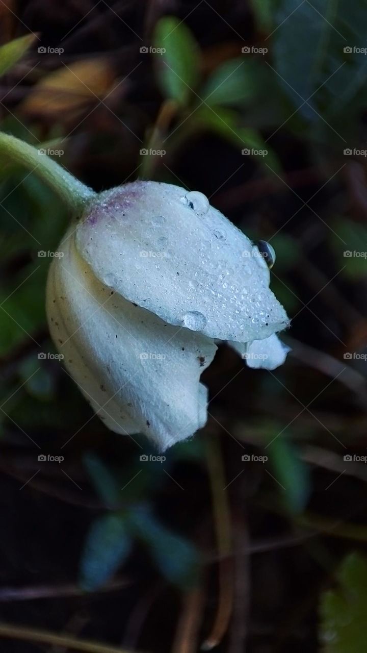 Macro photo of flower growing in the garden