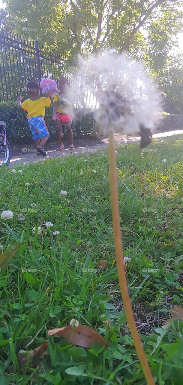 Dandelion