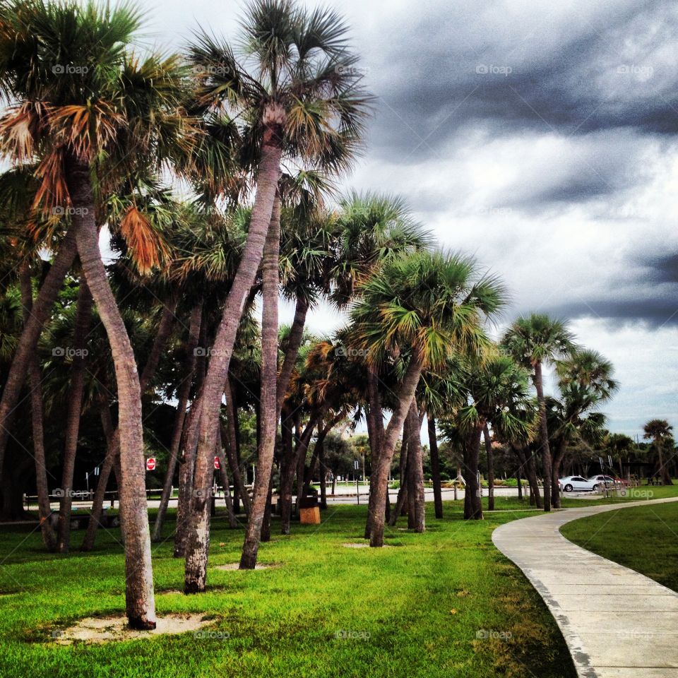 Tree, Palm, No Person, Tropical, Travel