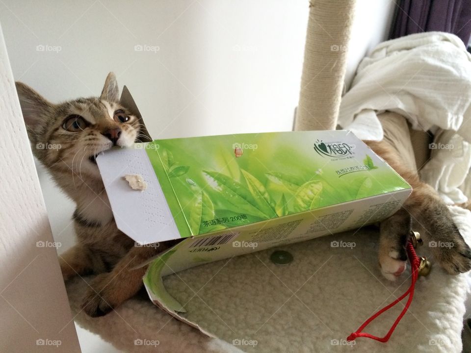 Cat . Cat in tissue box 