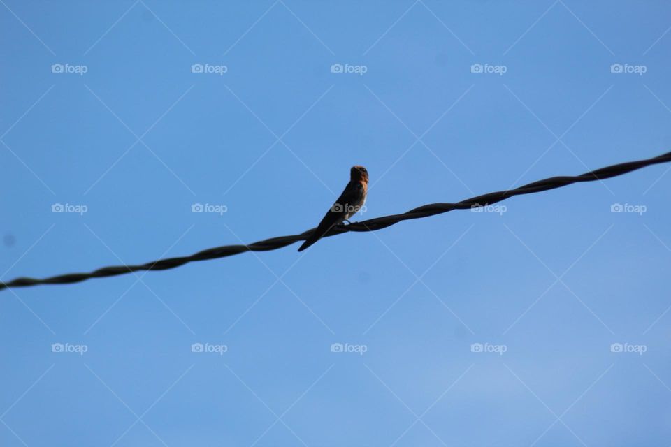 birds perched on power lines