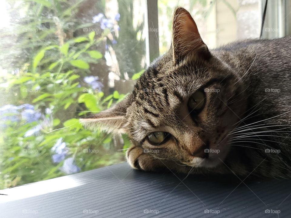 Tabby cat laying down by the window with his head laying on his paw