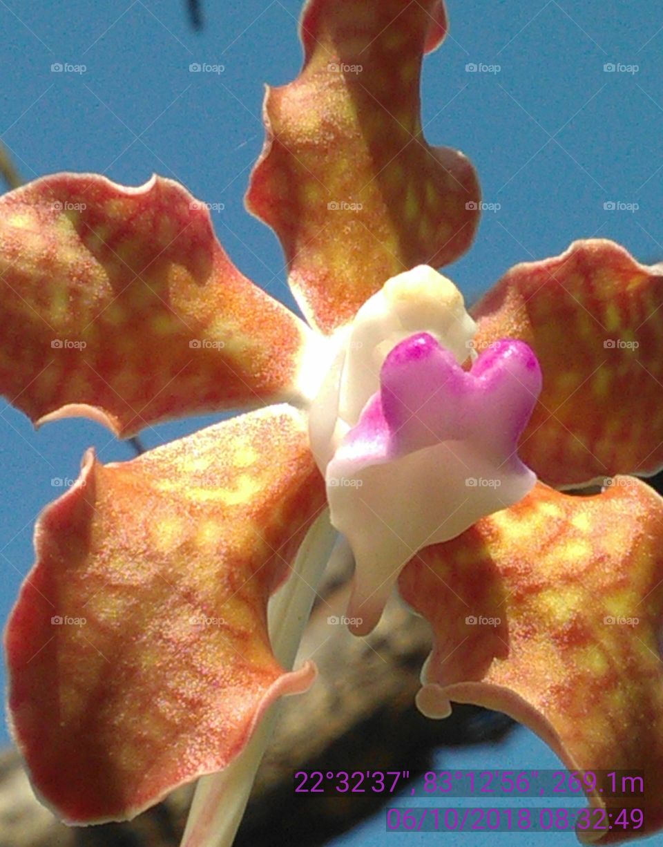 this is a very nice flowers in the forest of tree good colors.