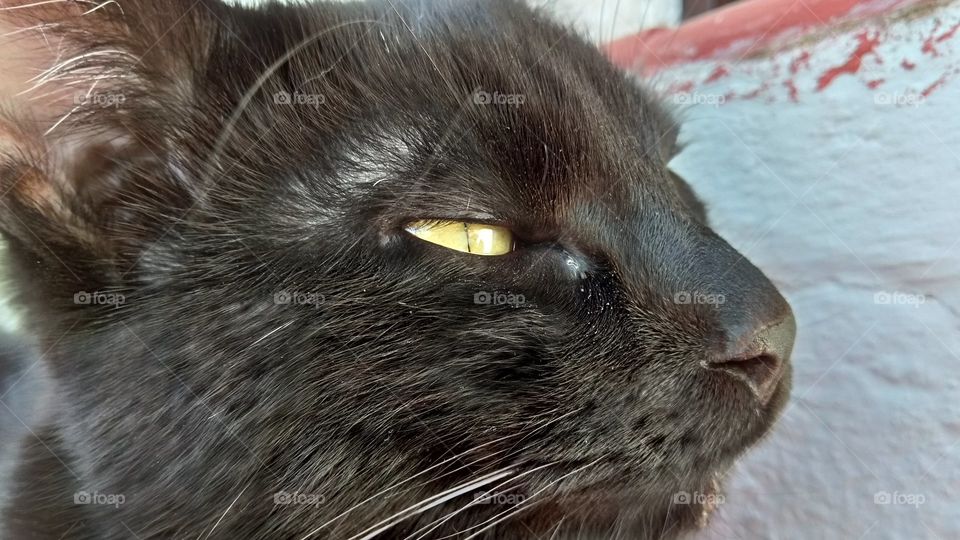 Gato negro mirando a la nada pensando en todo