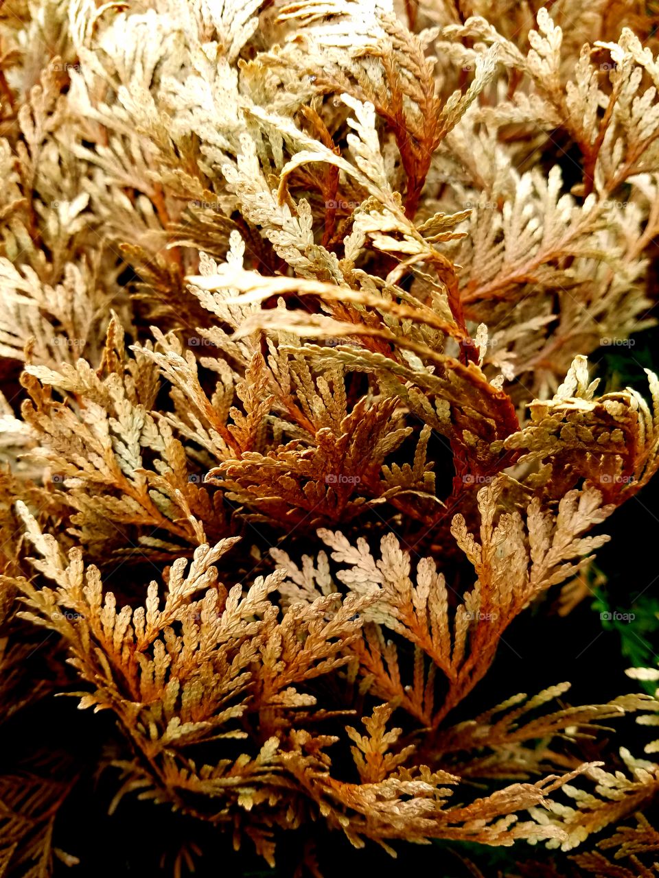 golden leaves.  when a green evergreen is damaged.