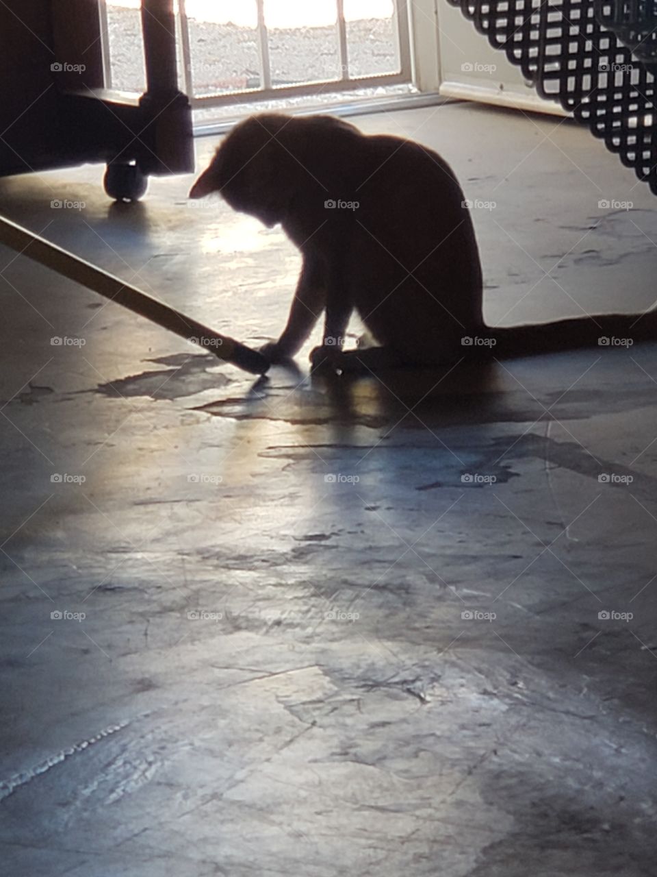 playing with the cat