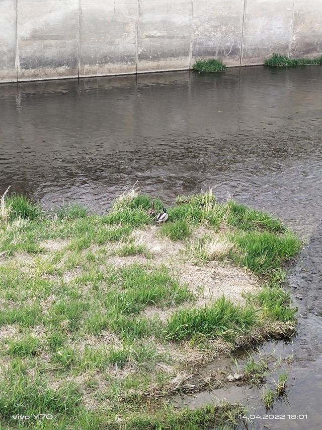 Ducks
