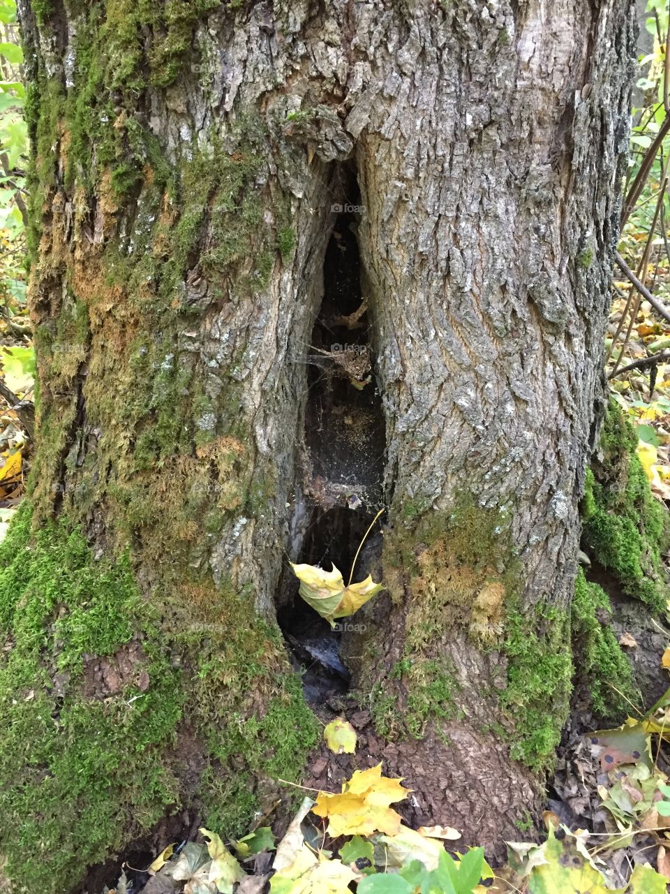 hollow in an old tree. Perhaps this is someone's house