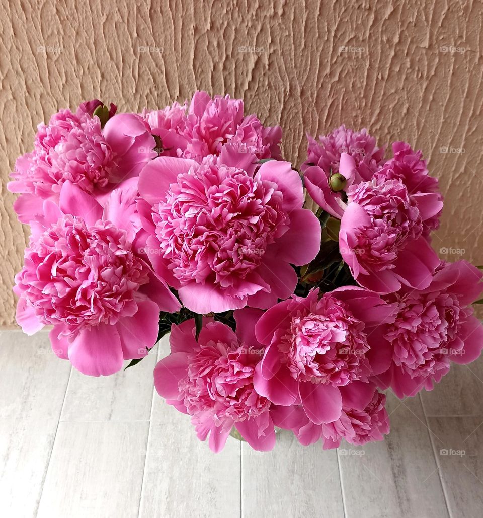 peonies flowers magenta colour love 💕