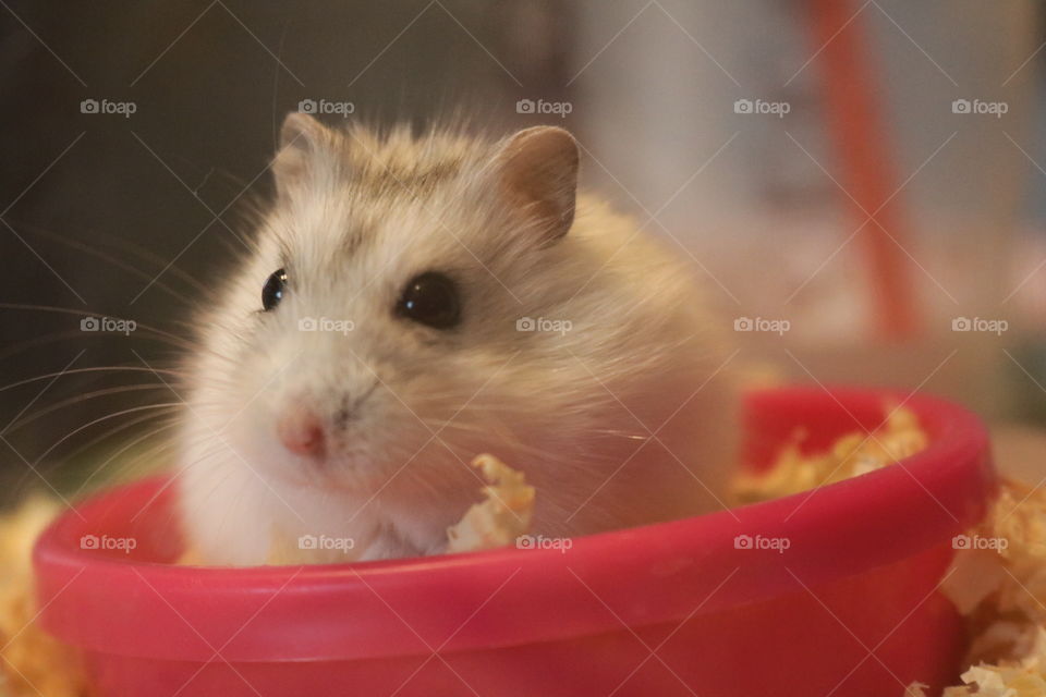 Winter White Hamster