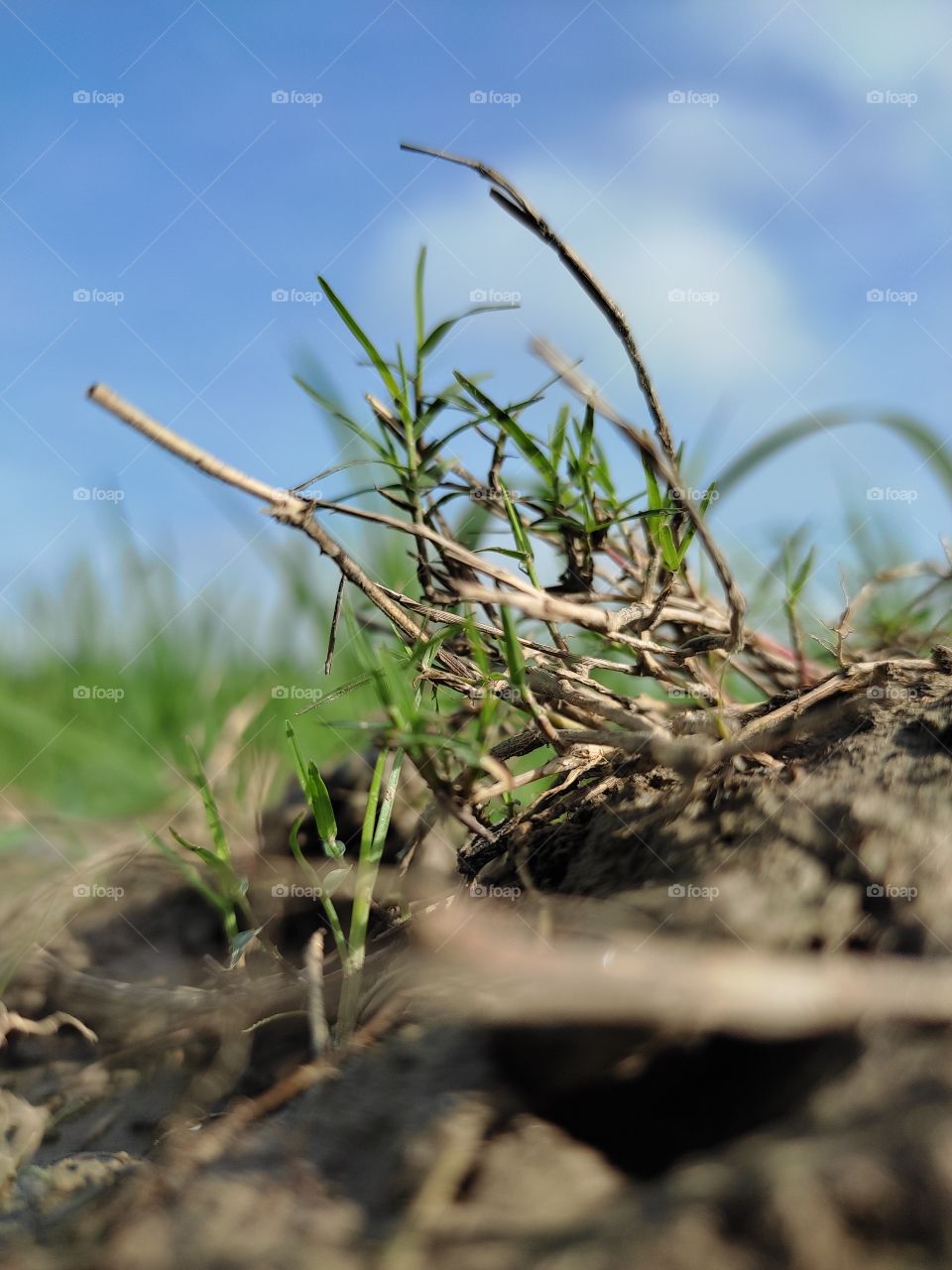 beautiful natural nature