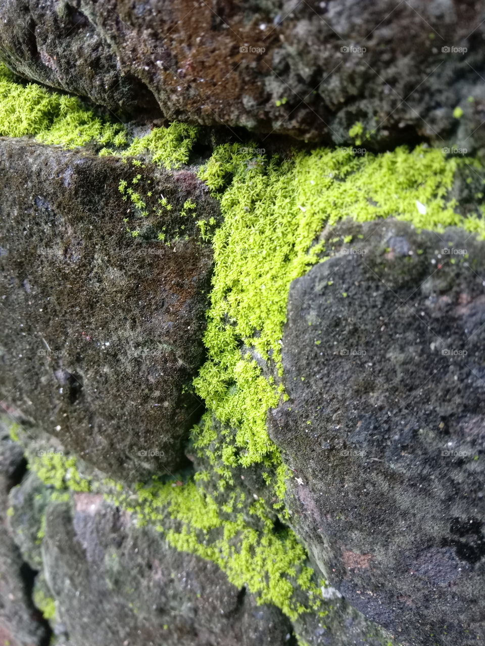moss or algae