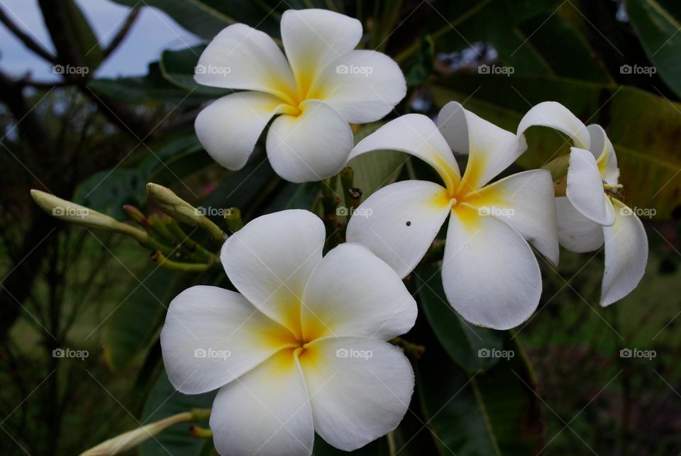 Plumeria