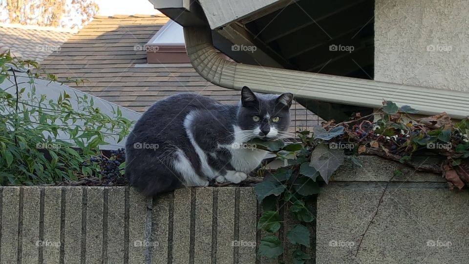 cat sitting on a fence