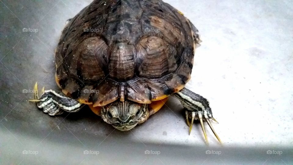 Close-up of turtle