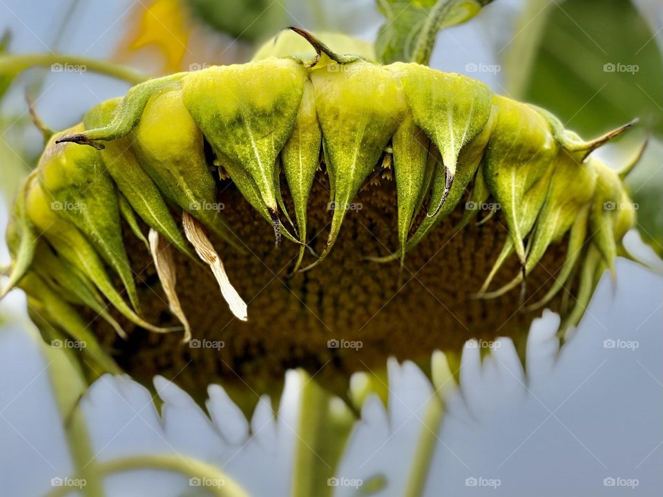 Sunflower 