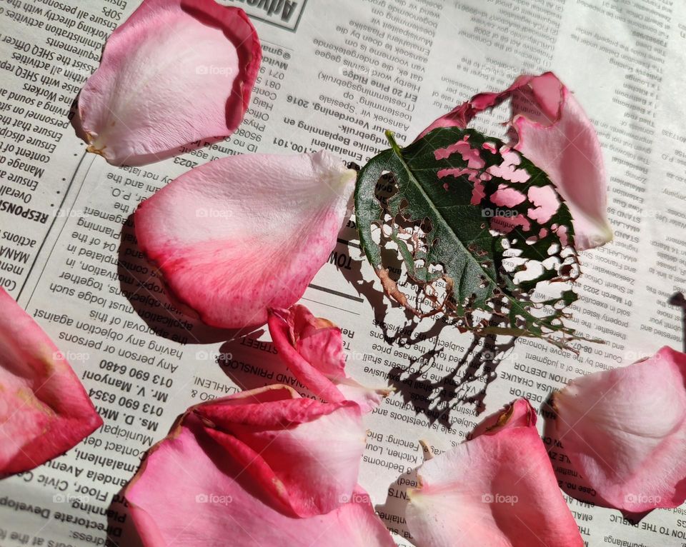 Rose petals on a newspaper with leaf shadow