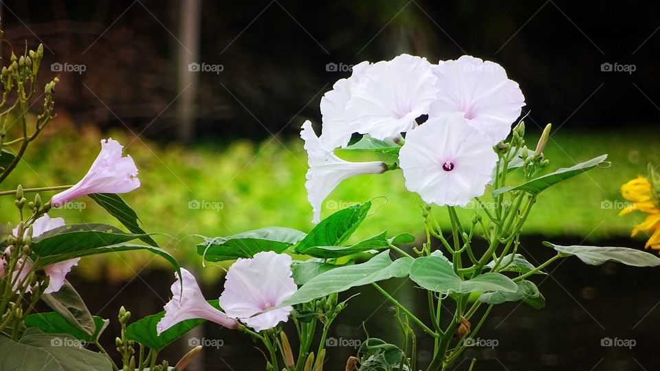flower. white flower in nature garden