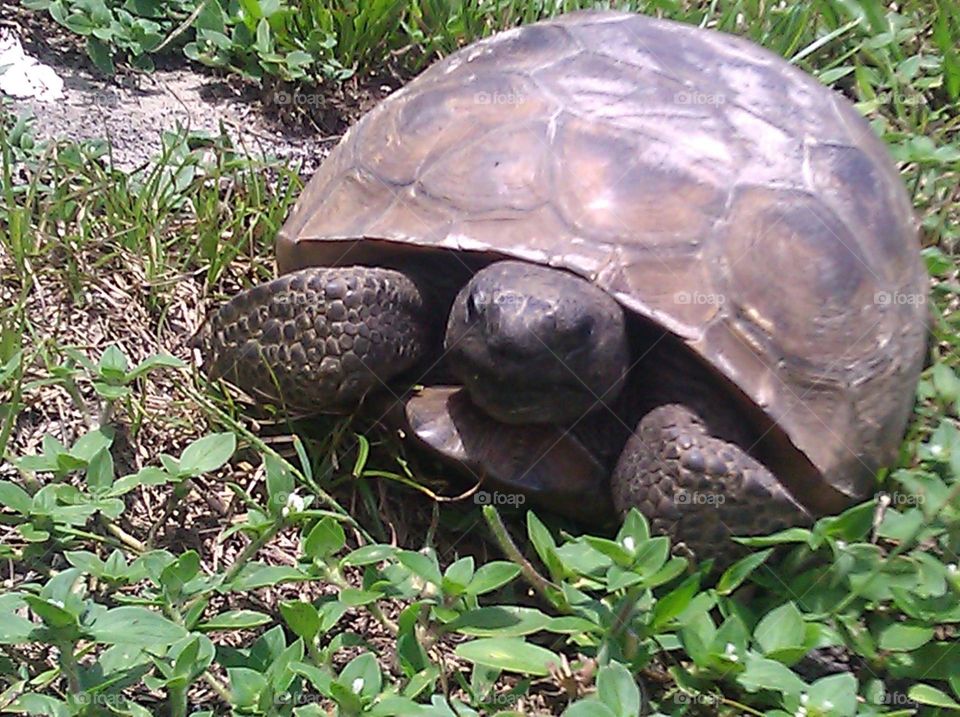 gopher turtle
