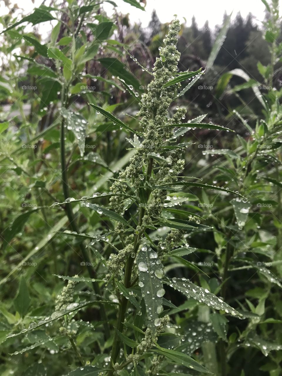 Plant after the rain