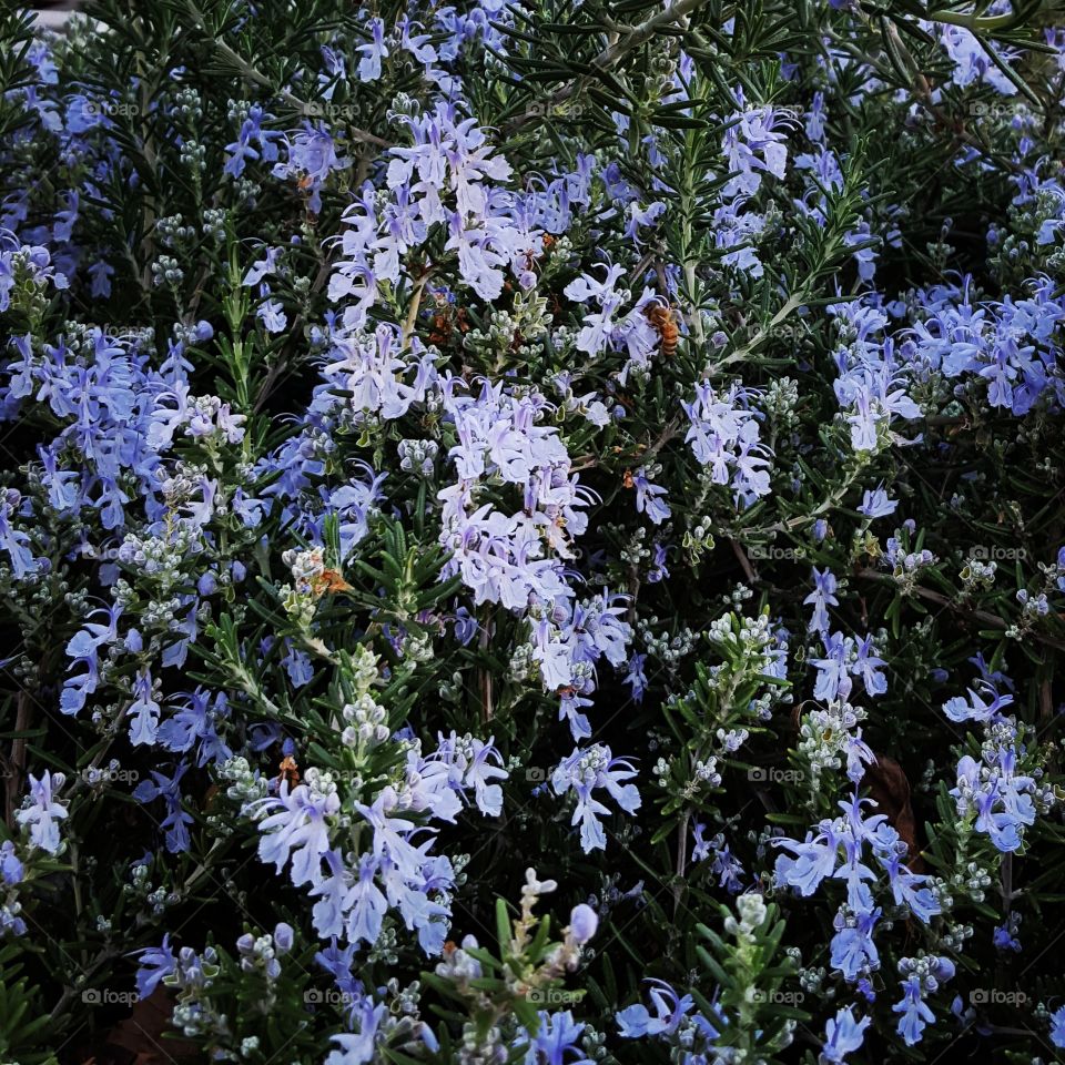 bee on rosemary