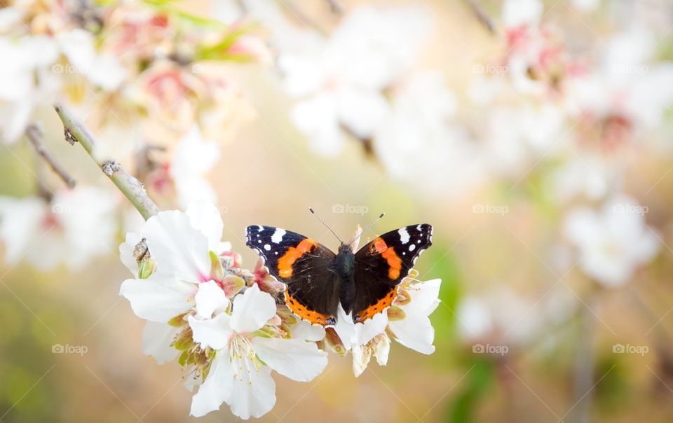 spring butterfly