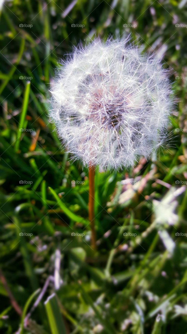 Make a wish